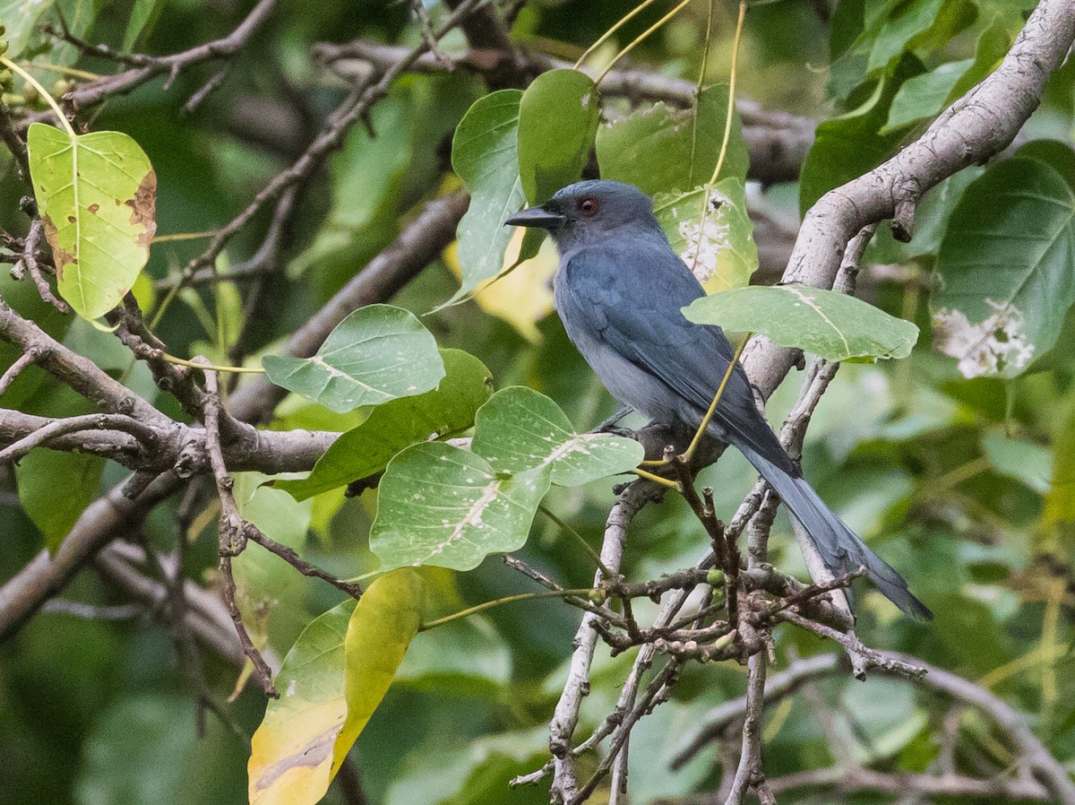 Ashy Drongo (Sooty) - ML645639665