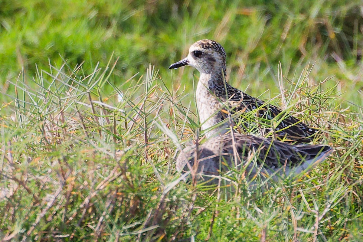 Pacific Golden-Plover - ML645639668