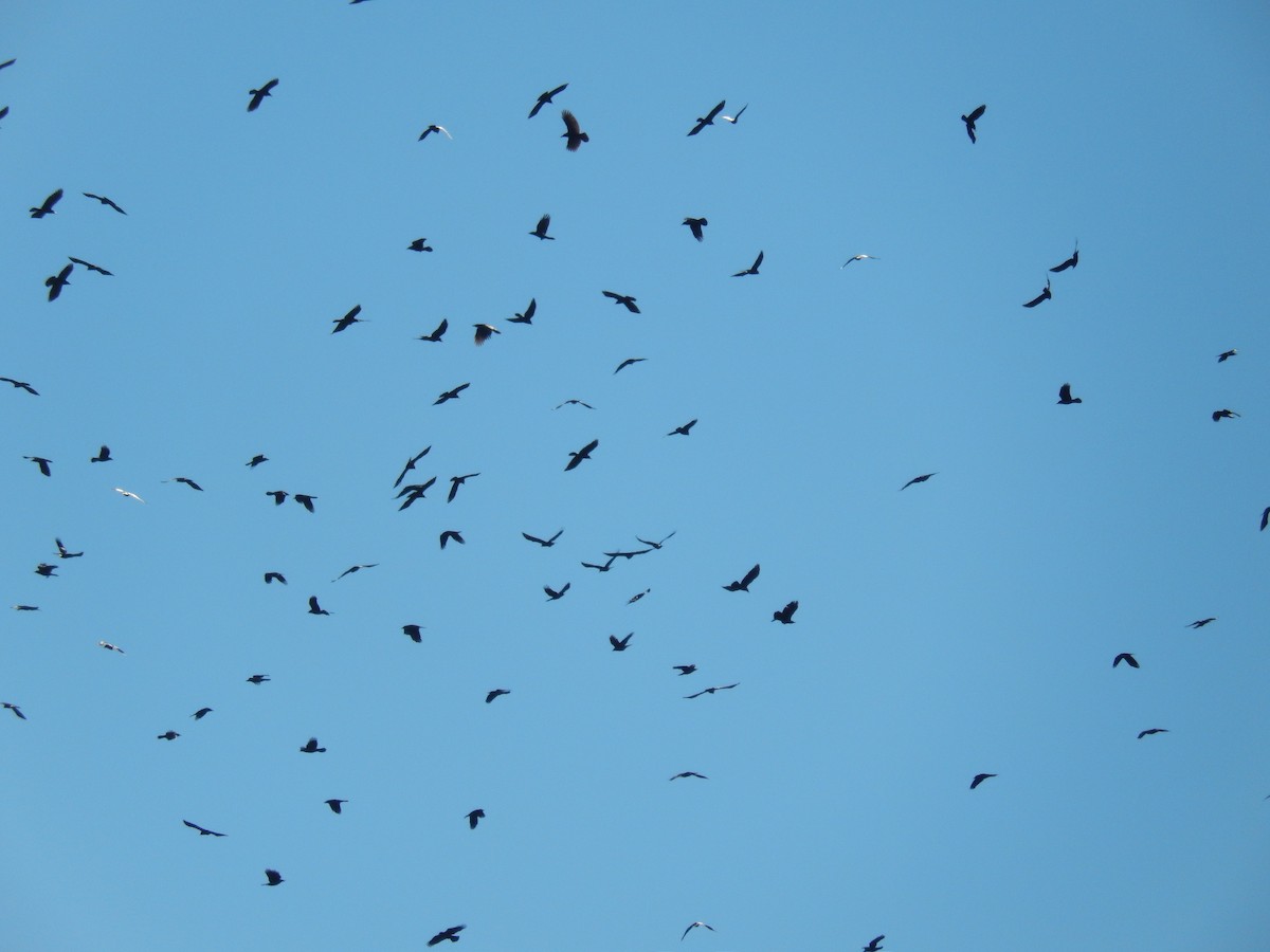 Carrion Crow - ML645639669