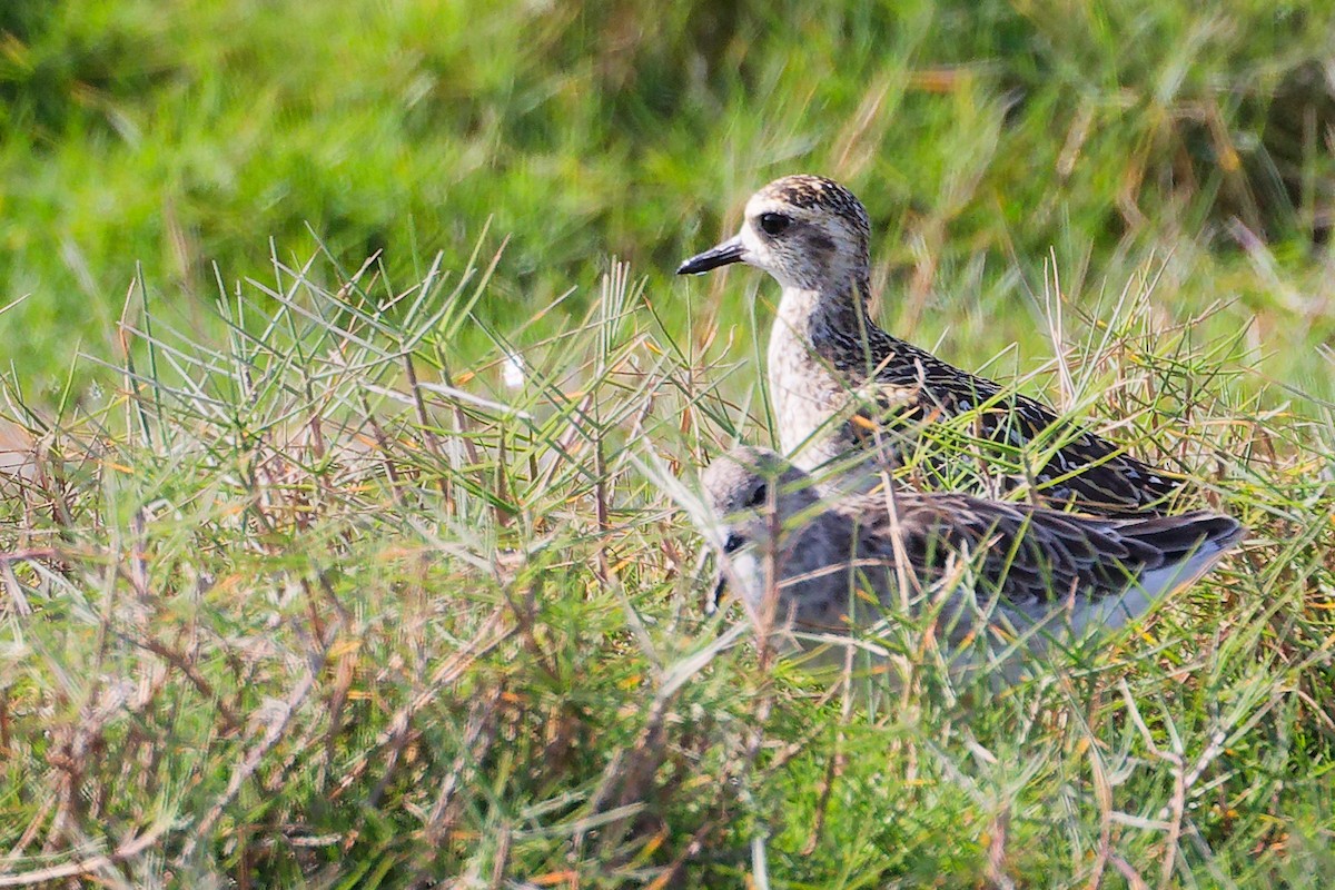 Pacific Golden-Plover - ML645639670