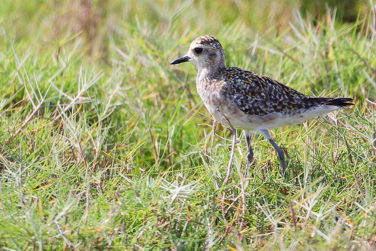 Pacific Golden-Plover - ML645639671