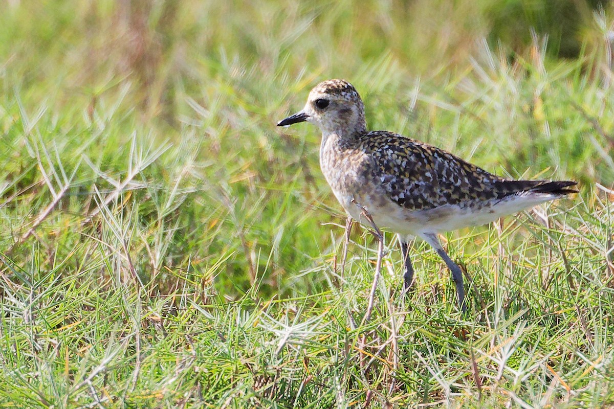 Pacific Golden-Plover - ML645639672
