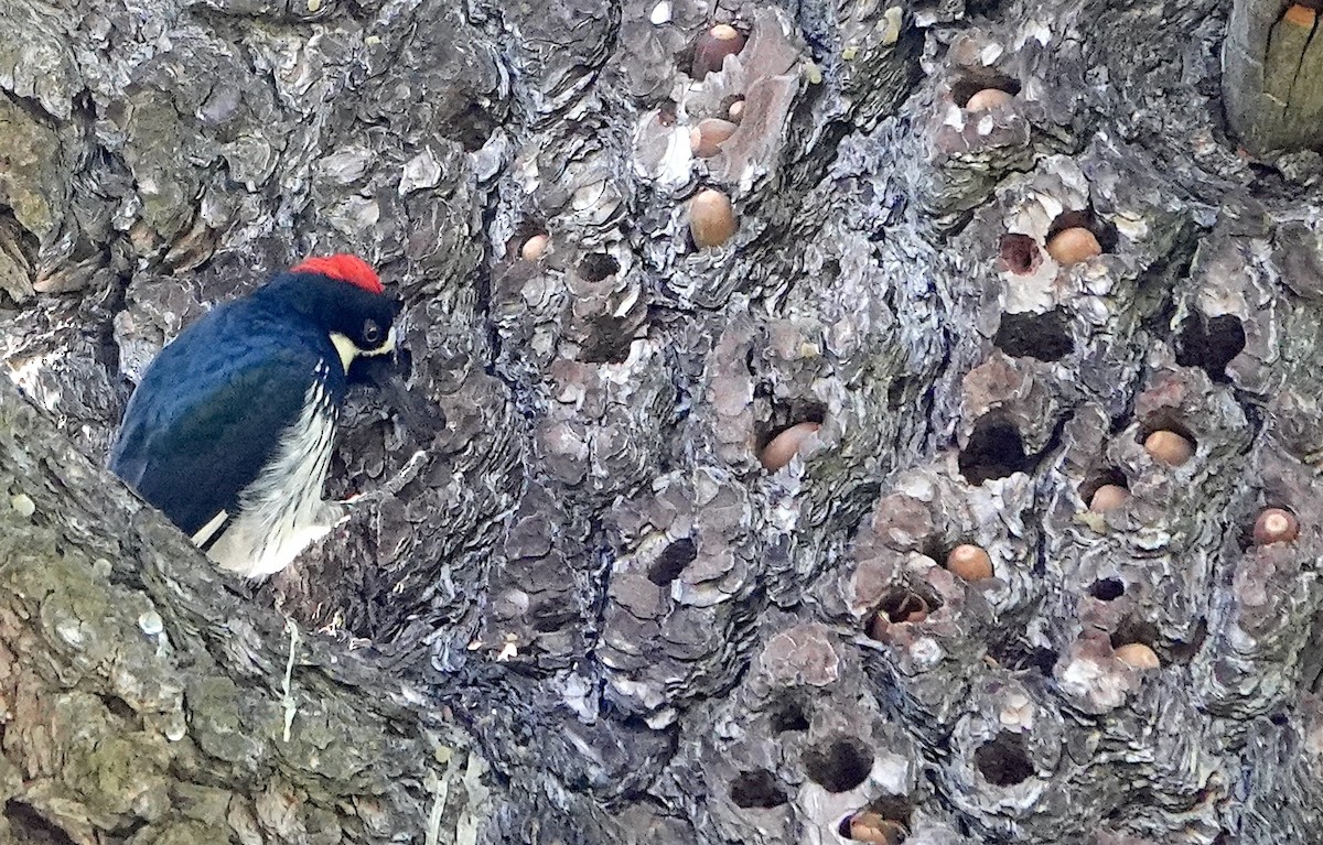 Acorn Woodpecker - ML645639682
