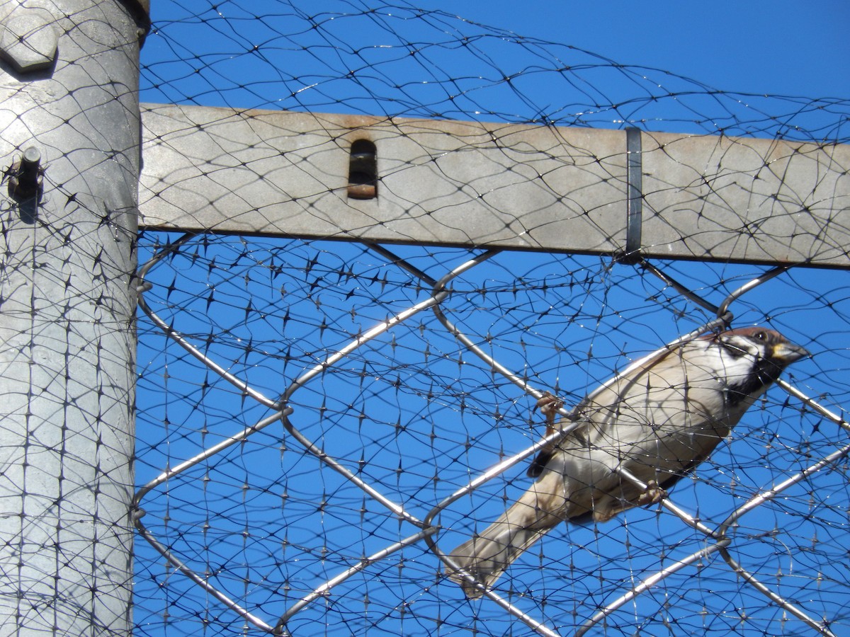 Ağaç Serçesi - ML645639689