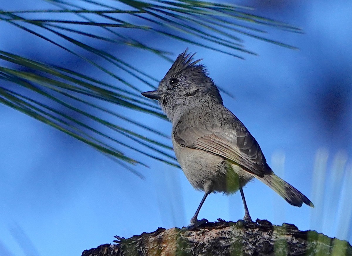Oak Titmouse - ML645639693