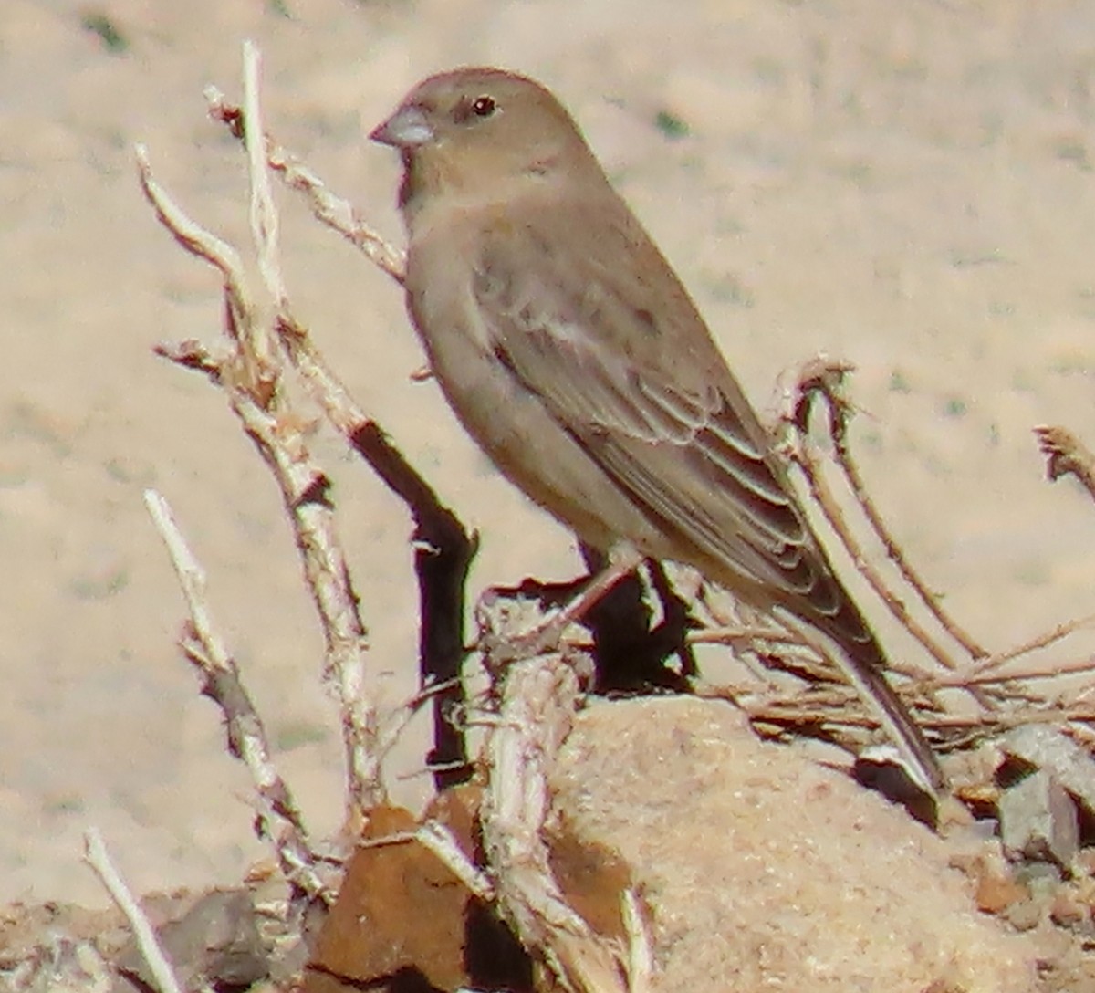 Greater Yellow-Finch - ML645639706