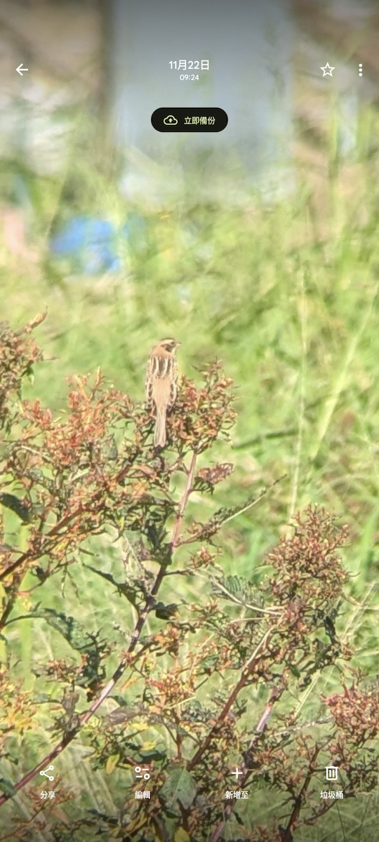 Ochre-rumped Bunting - ML645639715