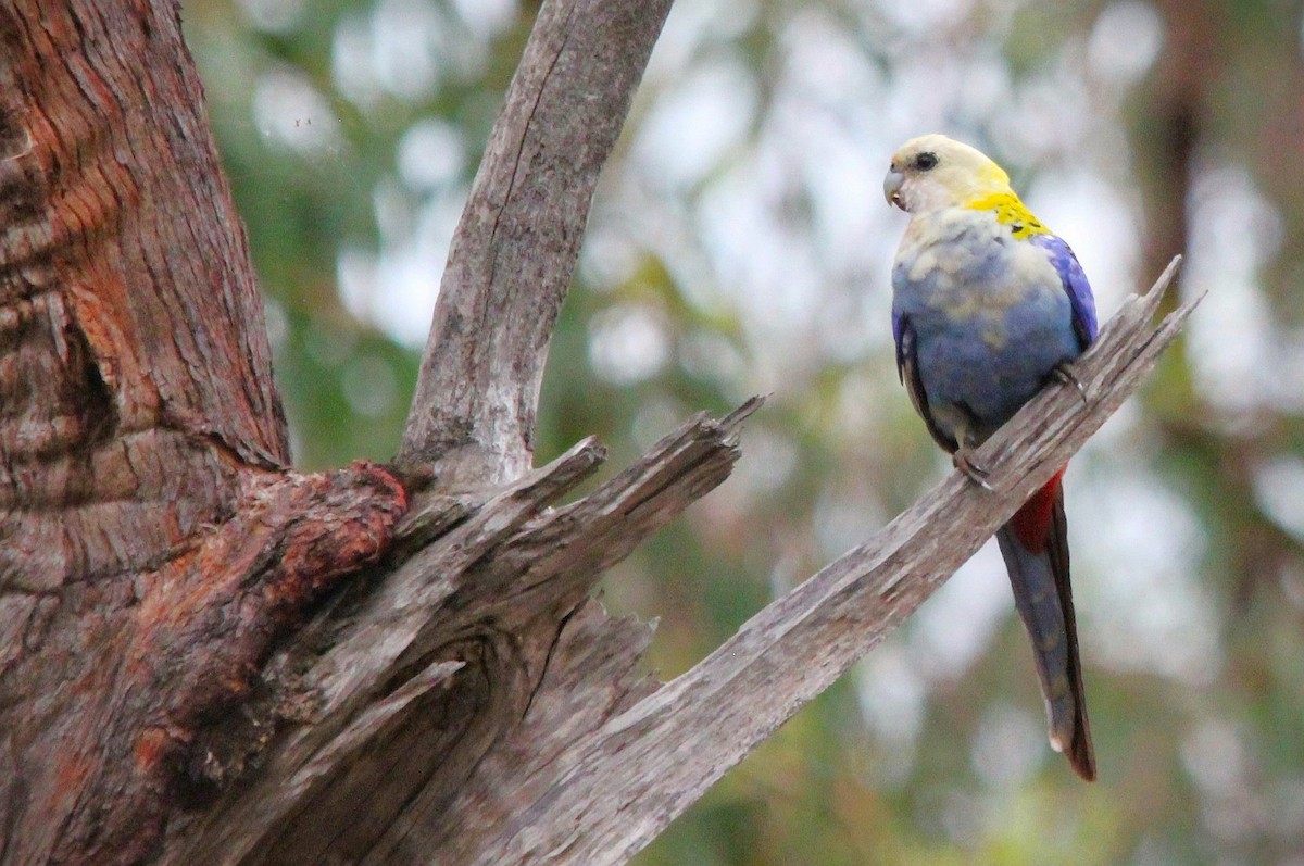 ホオアオサメクサインコ - ML645639718