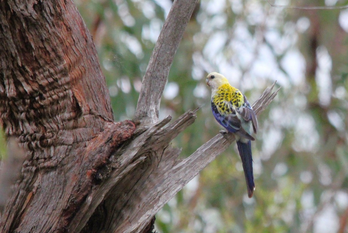 ホオアオサメクサインコ - ML645639721