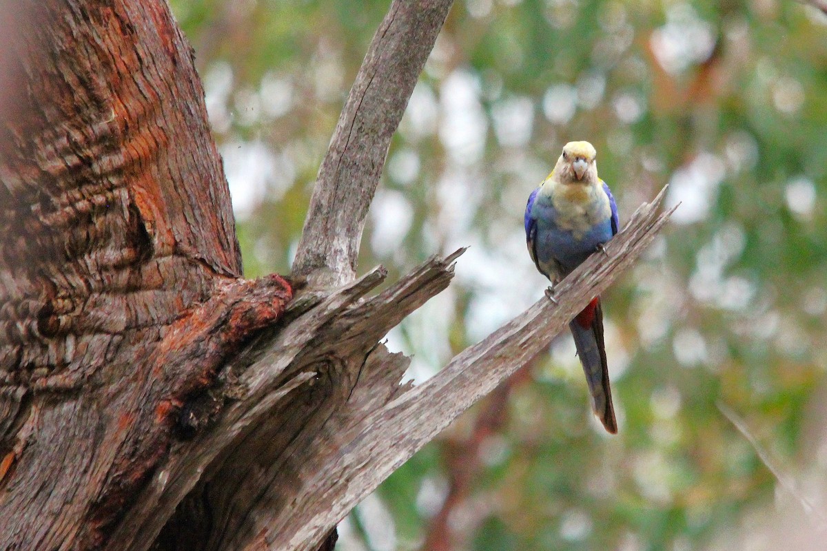 ホオアオサメクサインコ - ML645639722