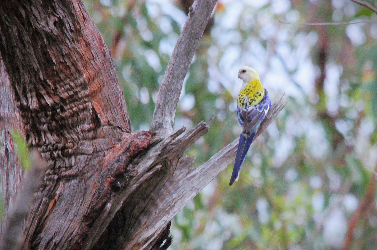 ホオアオサメクサインコ - ML645639724