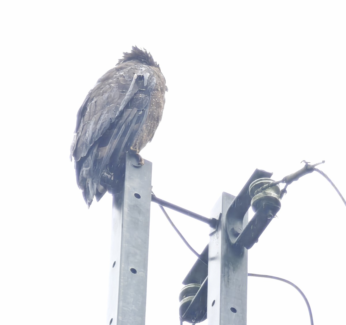 Crested Serpent-Eagle - ML645639725