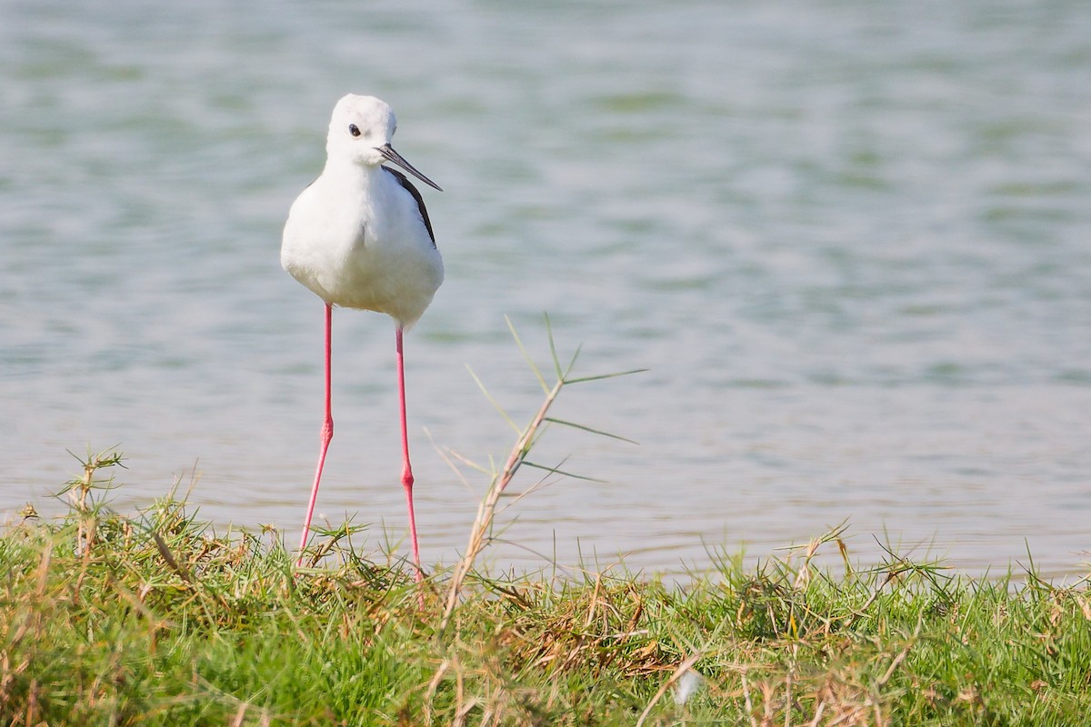 Black-winged Stilt - ML645639742
