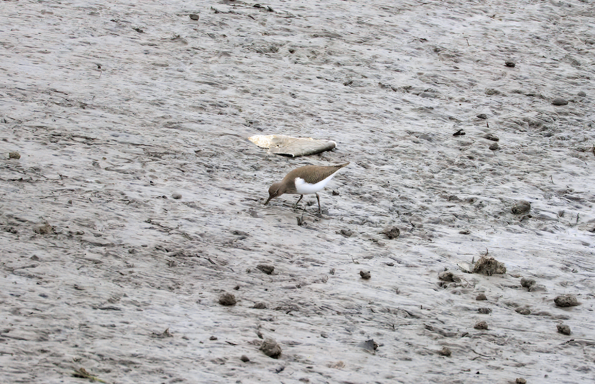 Common Sandpiper - ML645639743