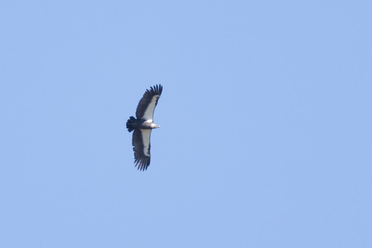 White-rumped Vulture - ML645639745