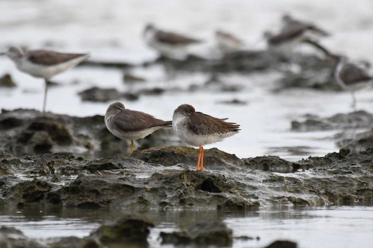 Common Redshank - ML645639746