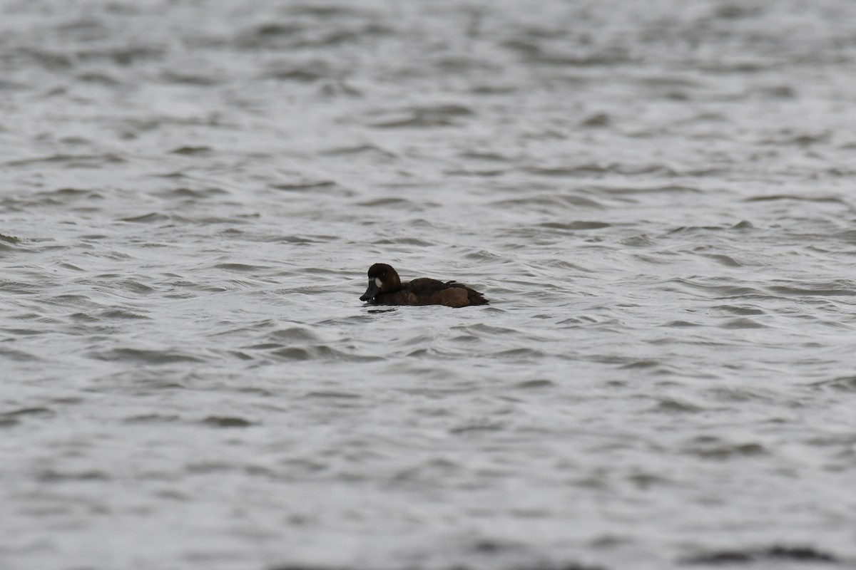 Greater Scaup - ML645639748