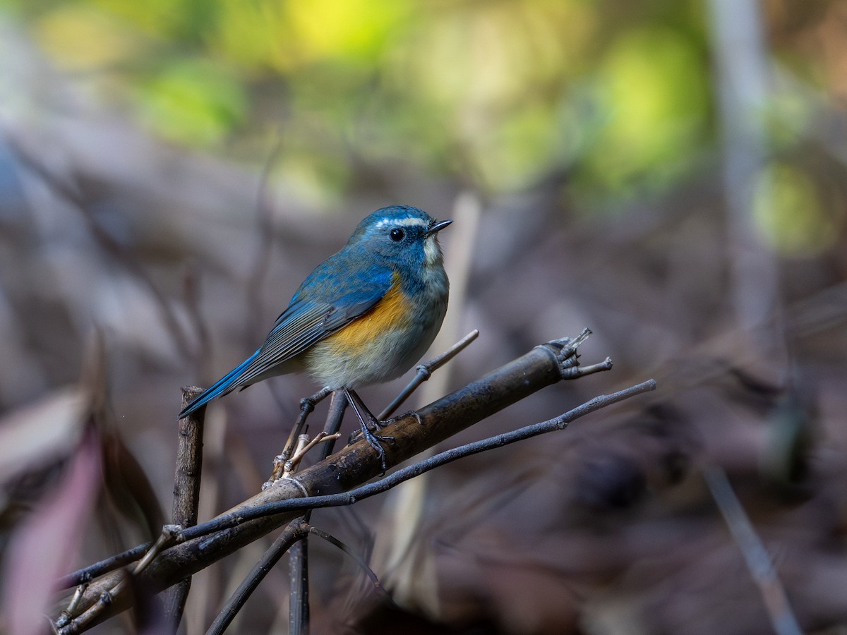 Red-flanked Bluetail - ML645639749