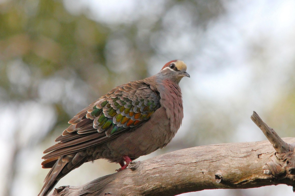 Common Bronzewing - ML645639751