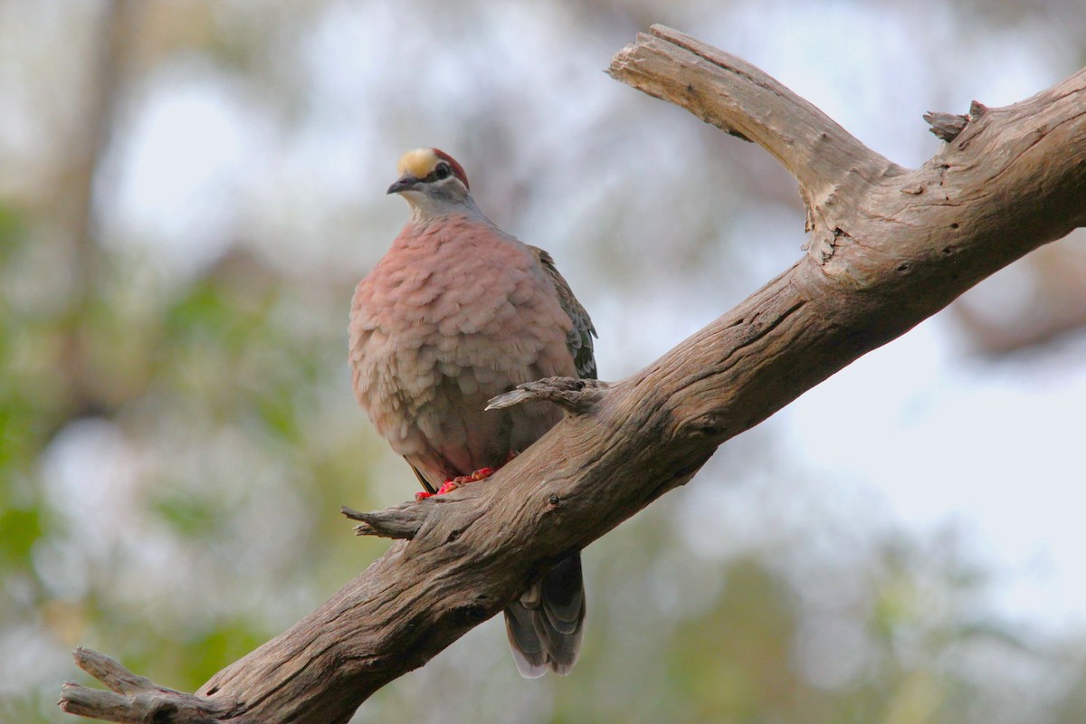 Common Bronzewing - ML645639752
