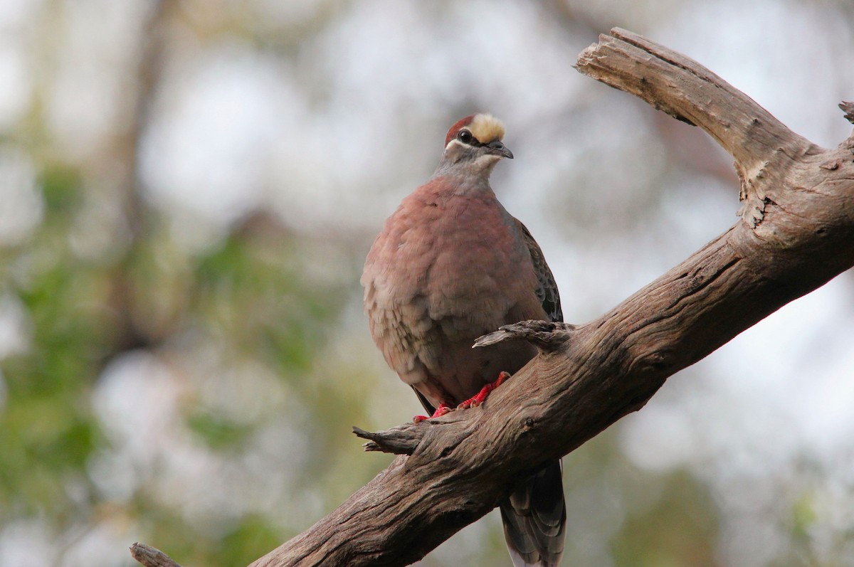 Common Bronzewing - ML645639754