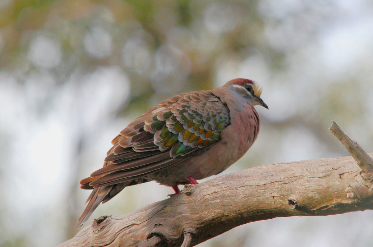 Common Bronzewing - ML645639755