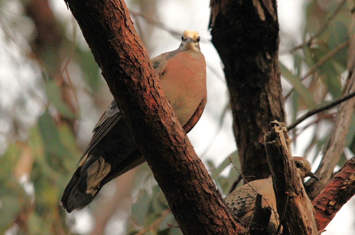 Common Bronzewing - ML645639756