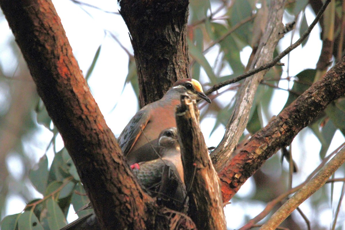 Common Bronzewing - ML645639757