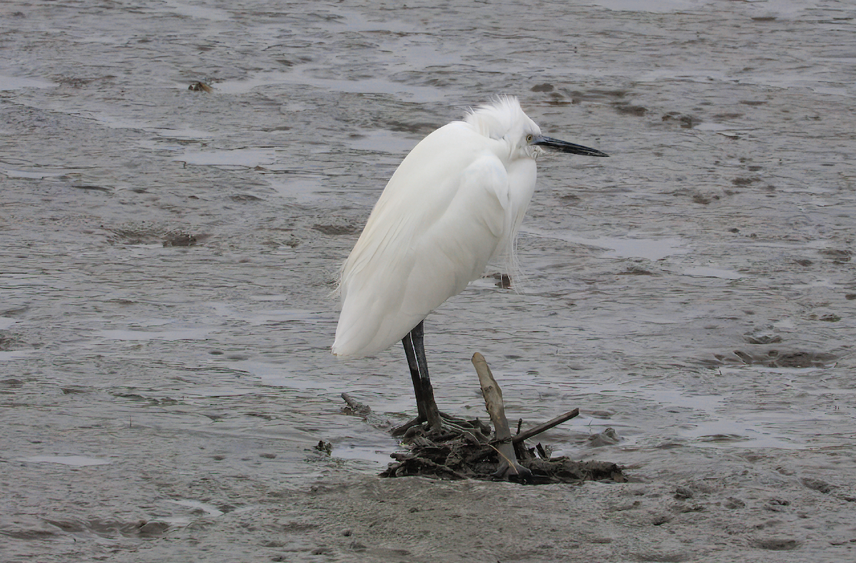 Little Egret - ML645639761