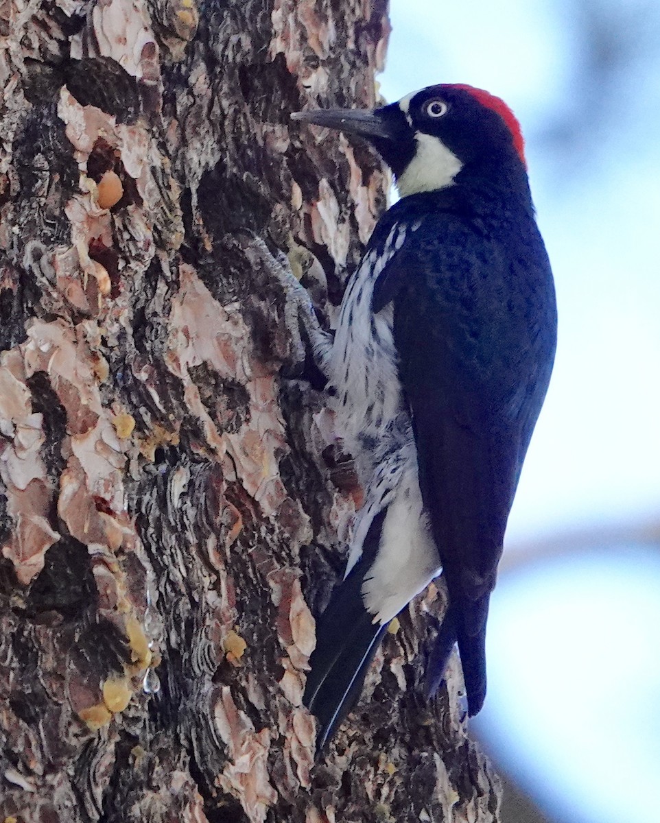 Acorn Woodpecker - ML645639762