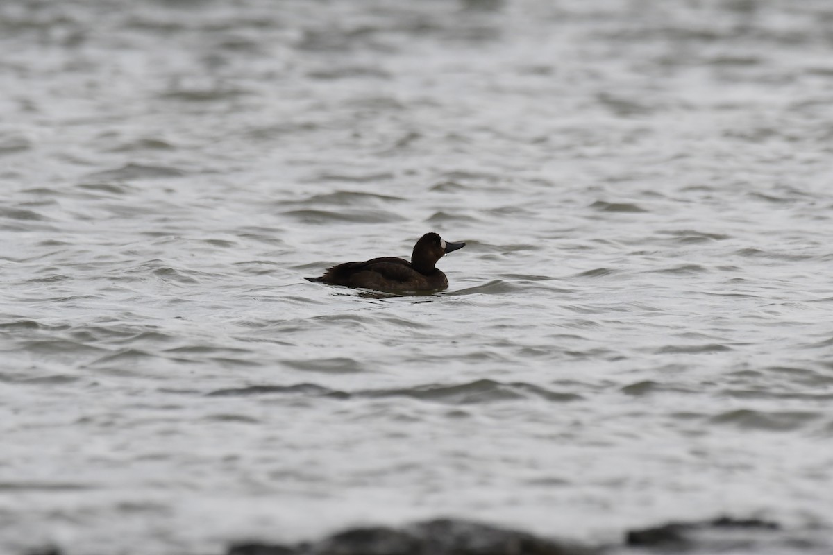 Greater Scaup - ML645639763