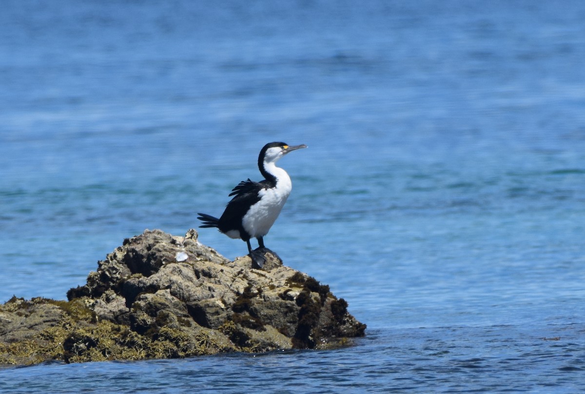Pied Cormorant - ML645639764