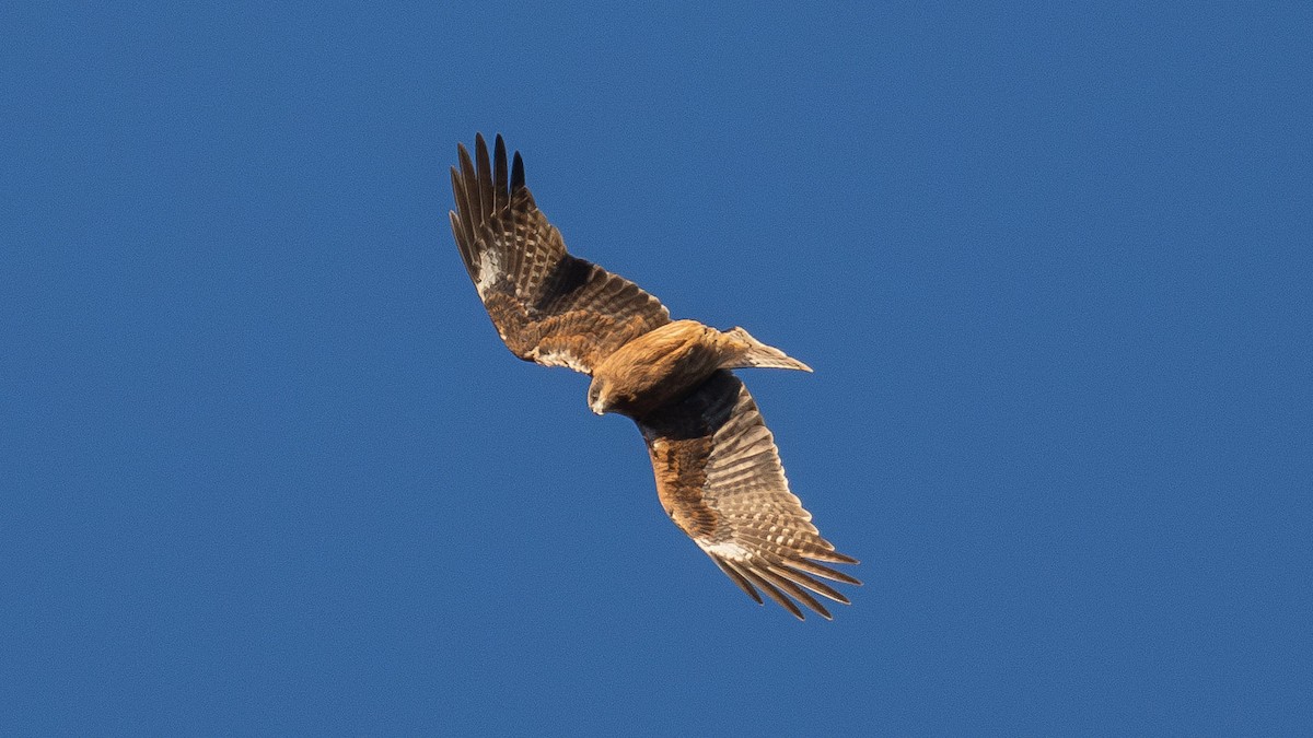 Black Kite - ML645639766