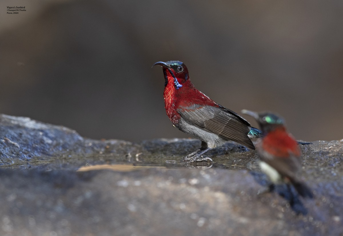 Vigors's Sunbird - ML645639769