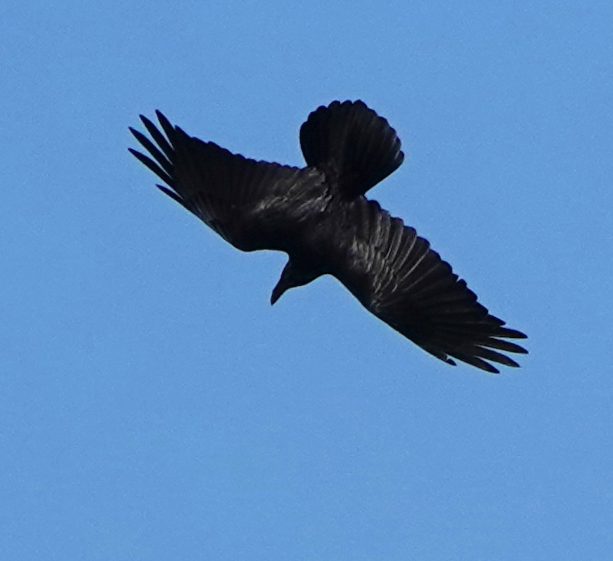 Common Raven - ML645639771