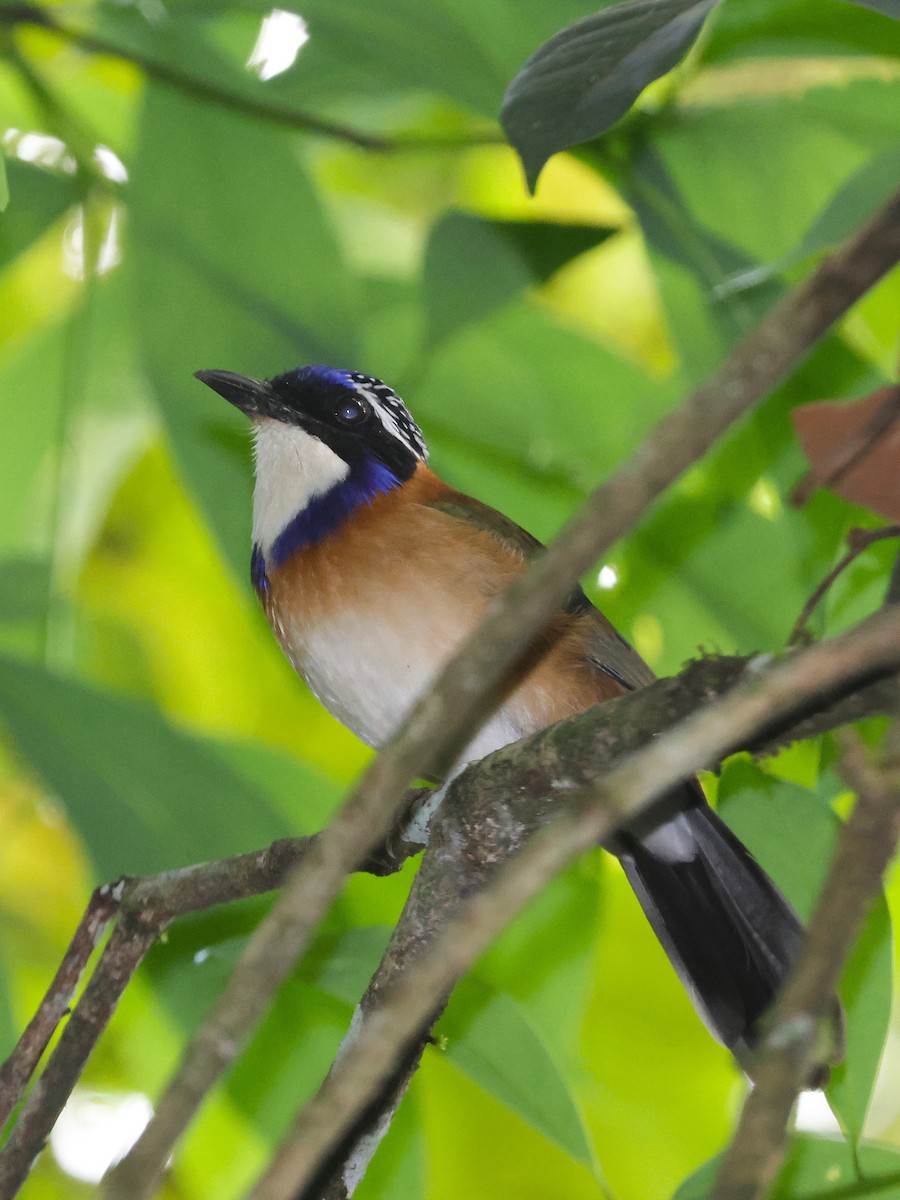 Pitta-like Ground-Roller - ML645639773