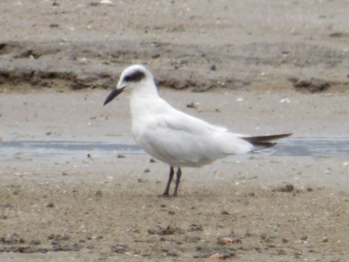 Australian Tern - ML645639774