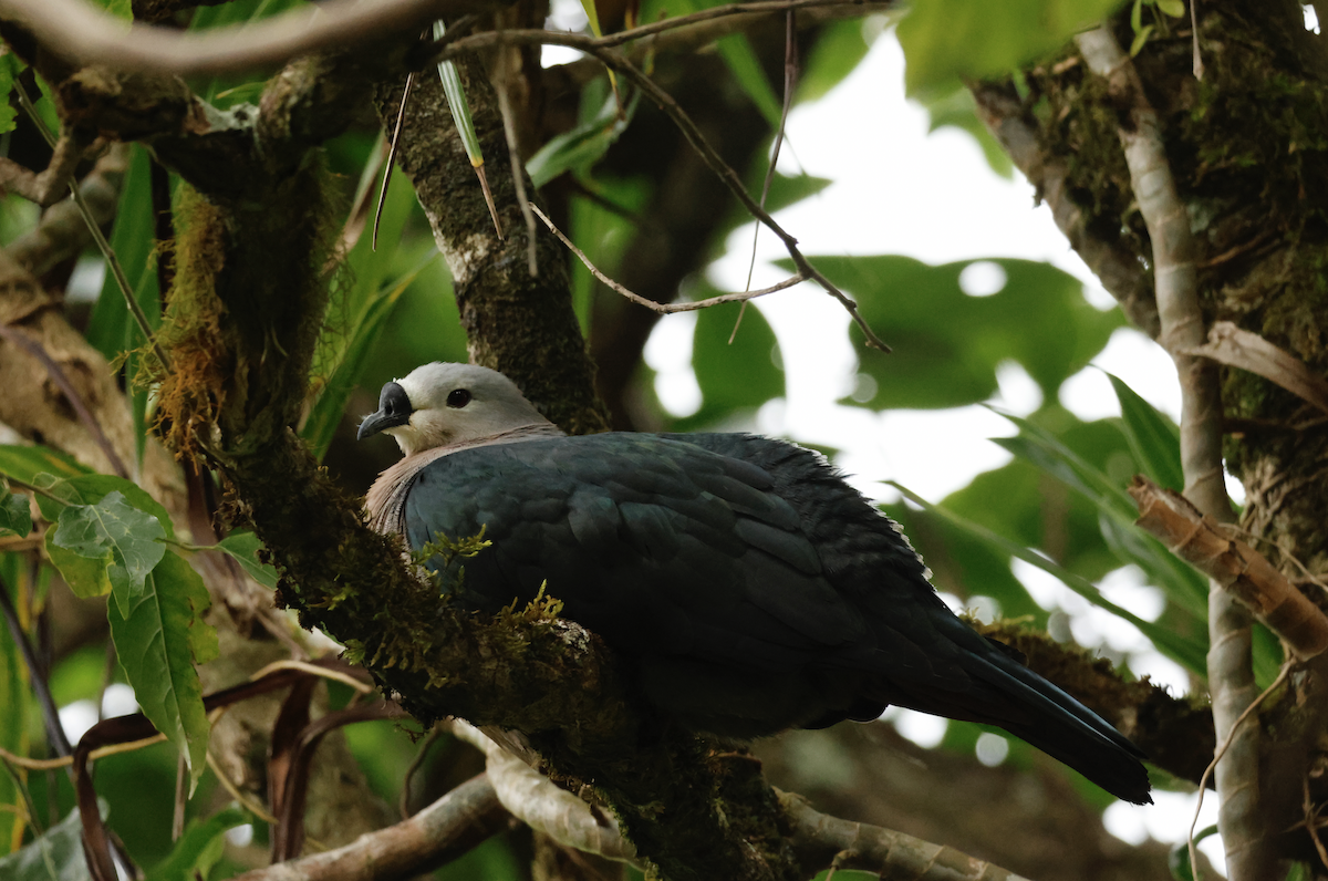 Pacific Imperial-Pigeon - ML645639776