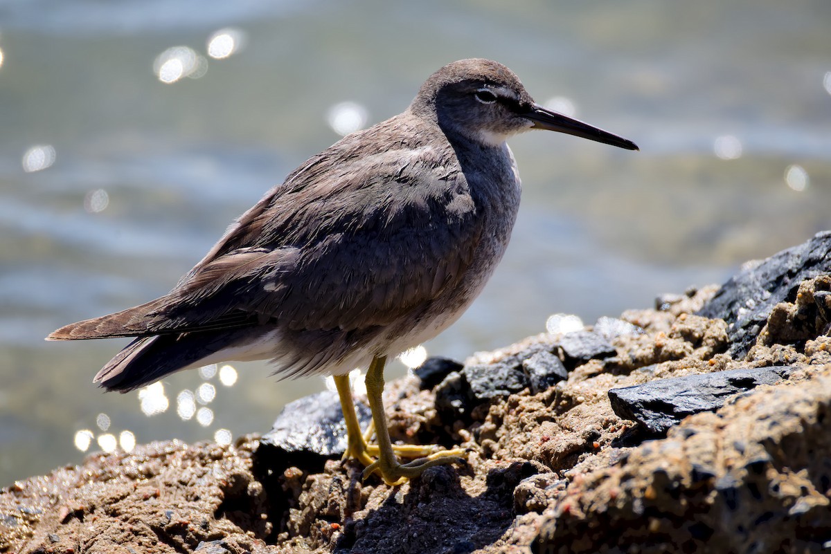 Wandering Tattler - ML645639793