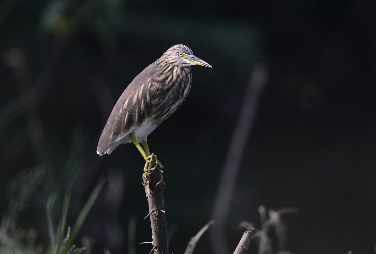 Indian Pond-Heron - ML645639797