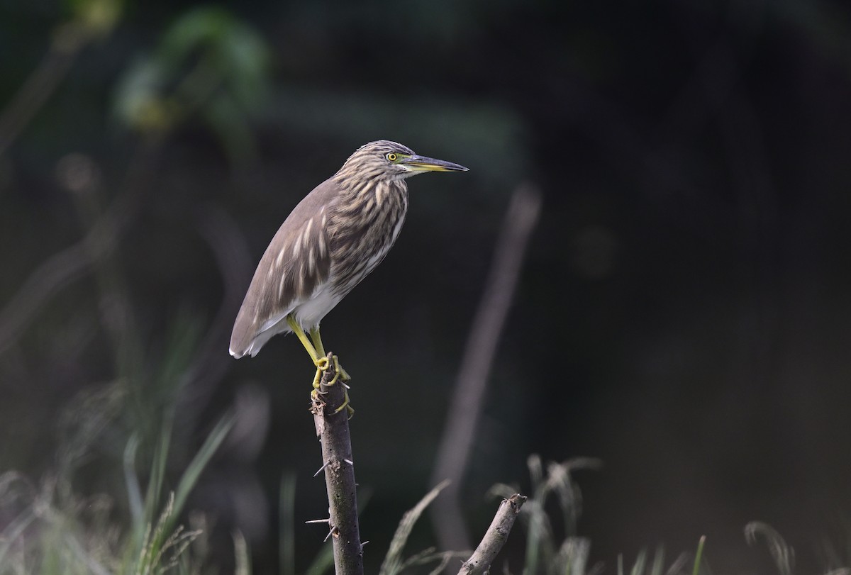 Indian Pond-Heron - ML645639798