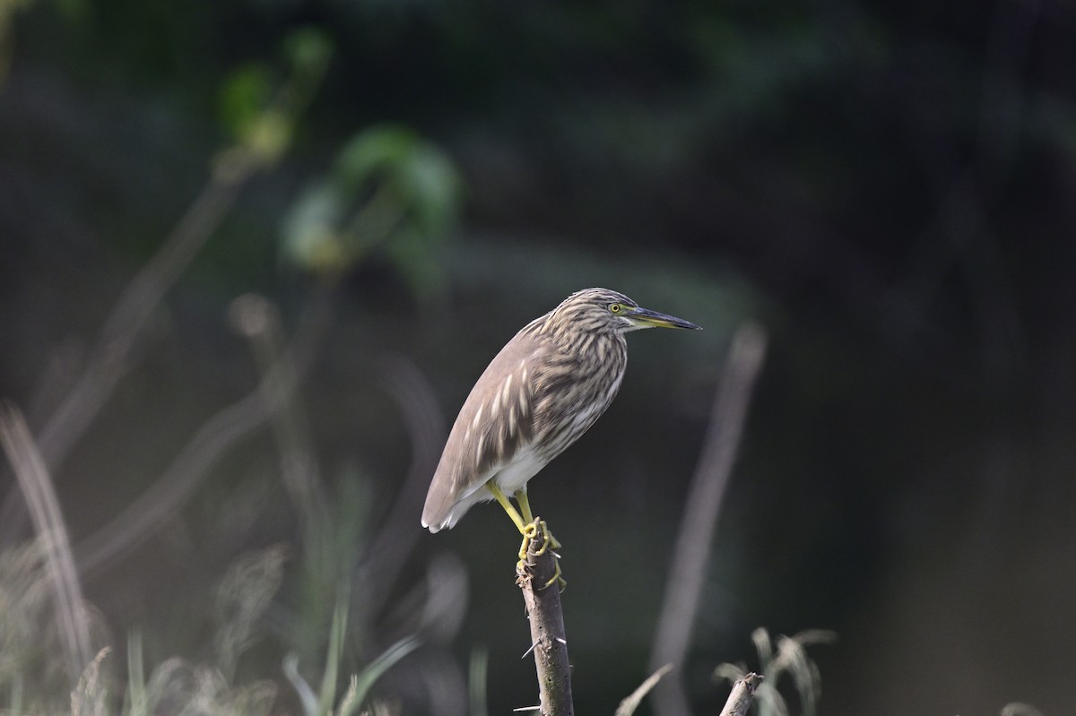 Indian Pond-Heron - ML645639799