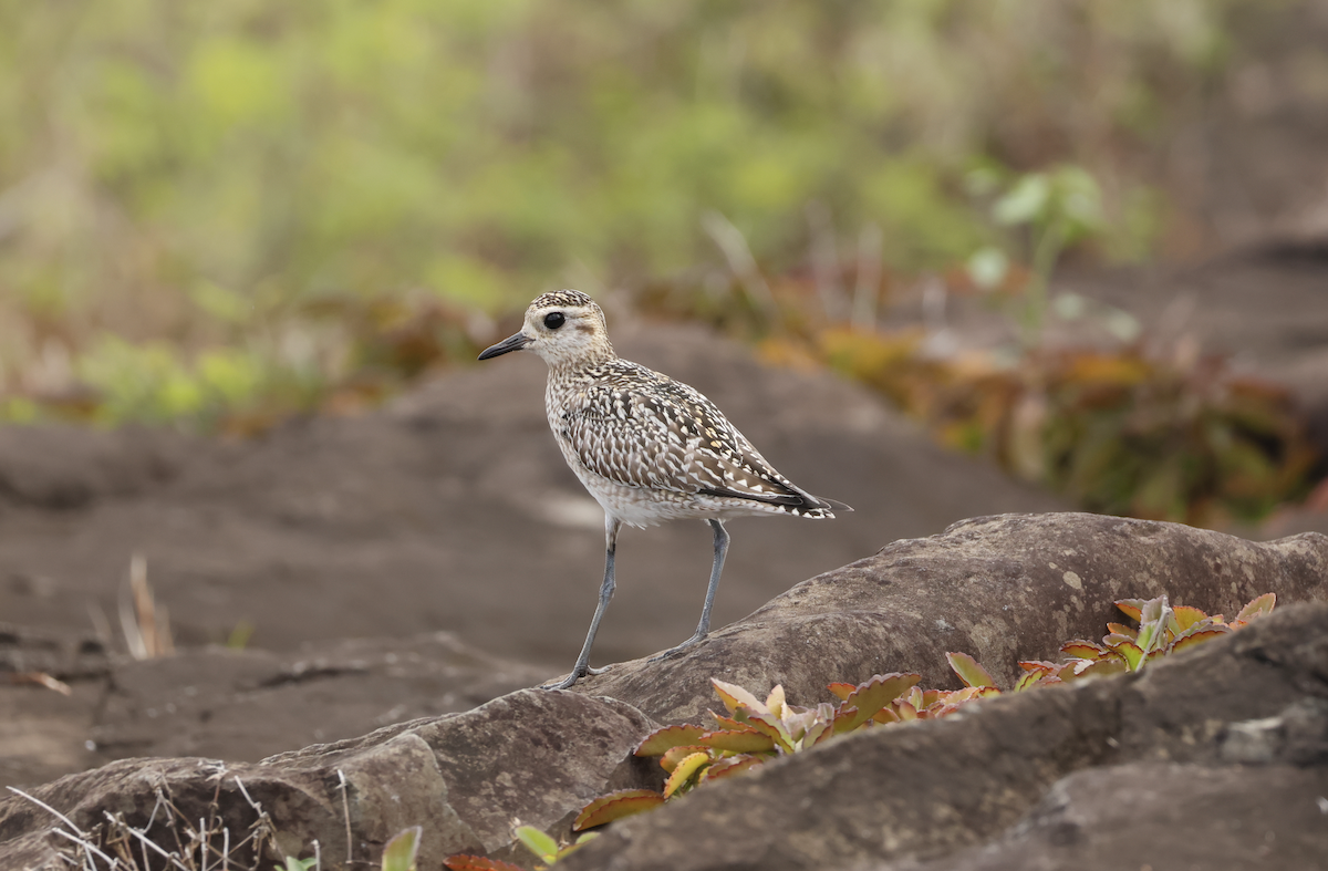 Pacific Golden-Plover - ML645639820