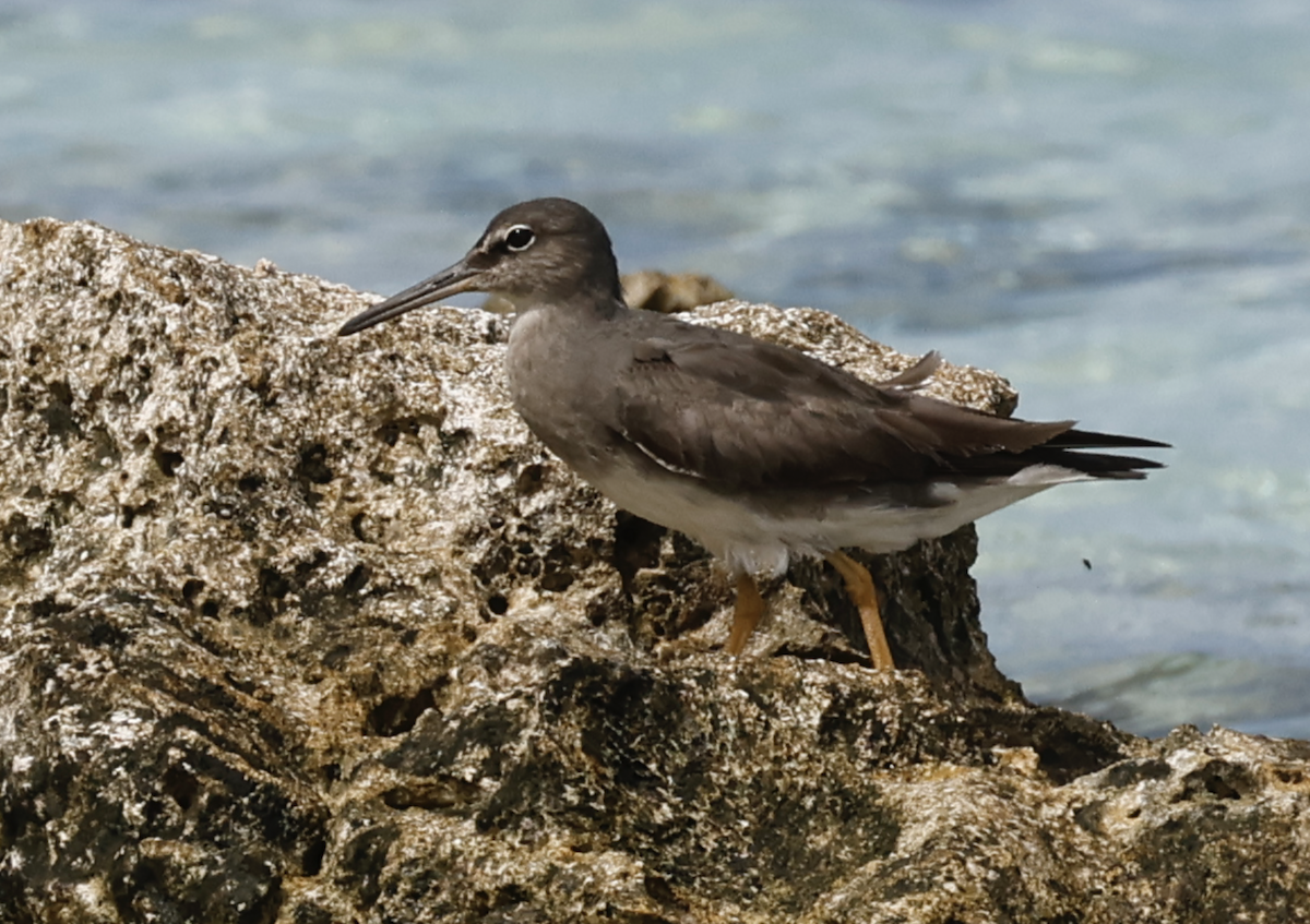 Wandering Tattler - ML645639822