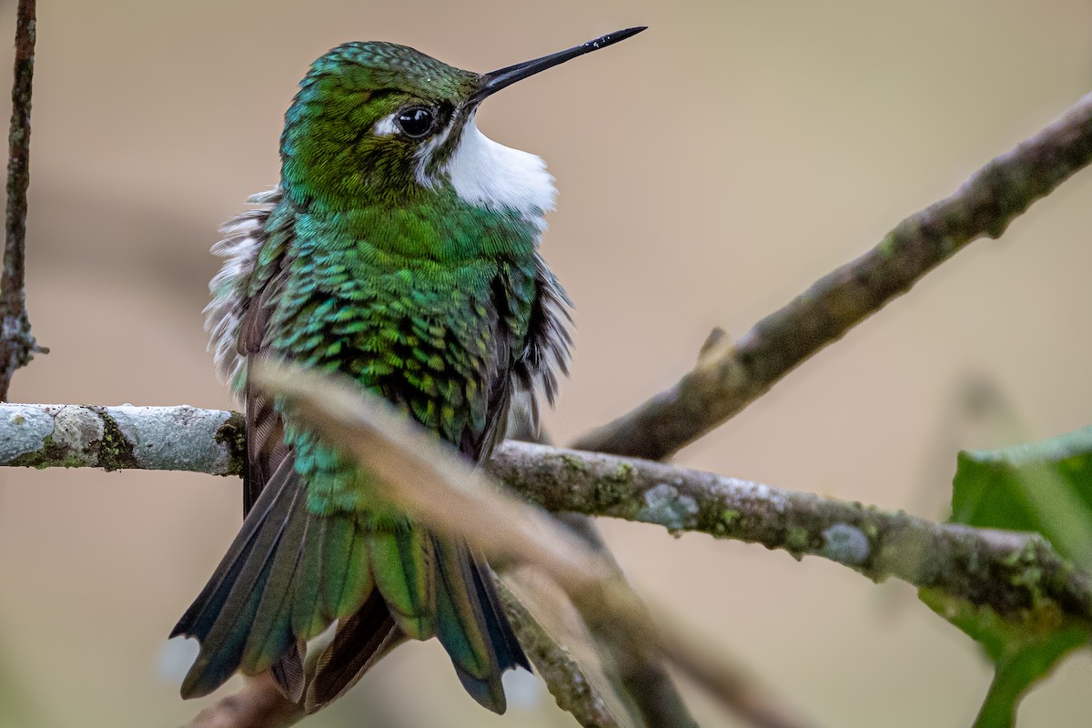 White-booted Racket-tail - ML645639831