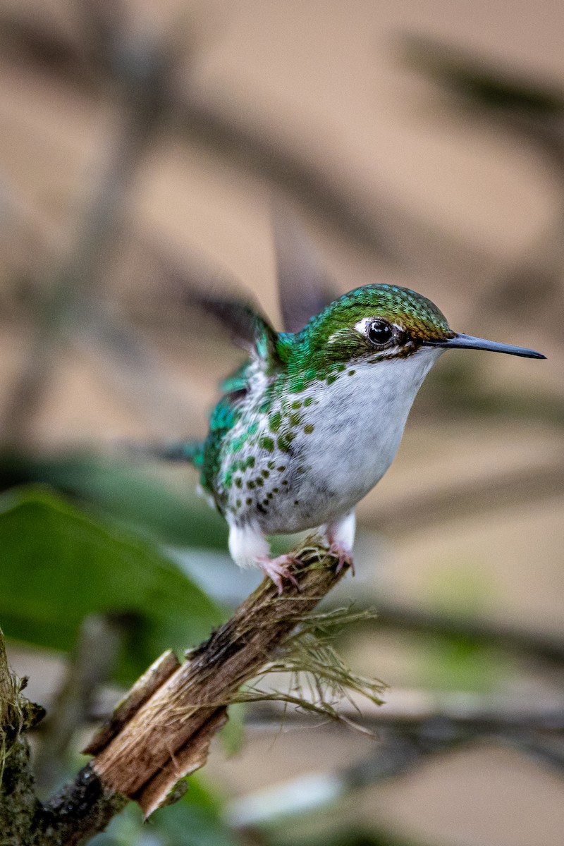 White-booted Racket-tail - ML645639832