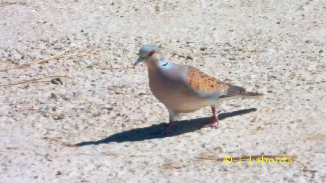European Turtle-Dove - ML645639834