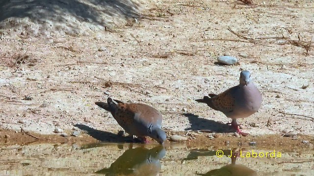 European Turtle-Dove - ML645639836