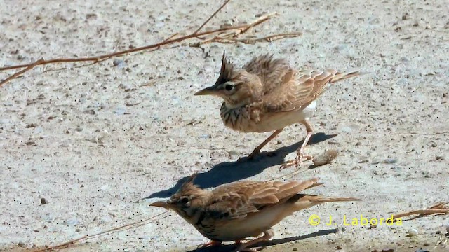 Crested Lark - ML645639837