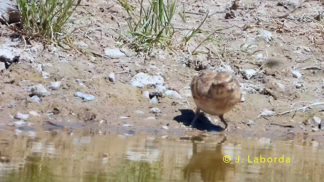 Crested Lark - ML645639838